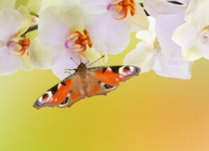 Tagpfauenauge sitzt auf weißen Orchideenblüten