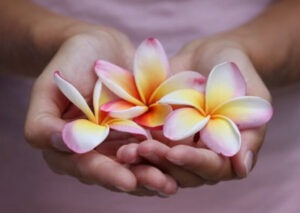 Hände halten drei rosa-gelbe Plumeria-Blüten