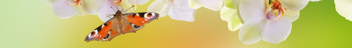 Tagpfauenauge auf weißen Orchideenblüten