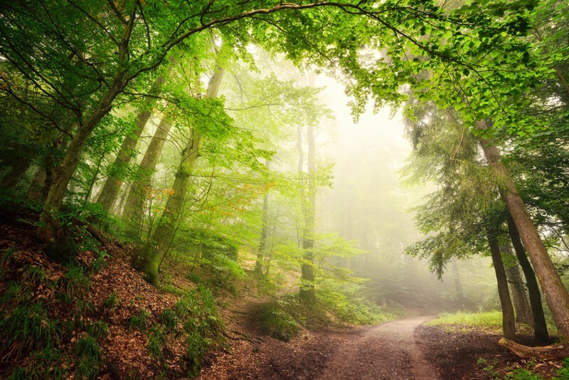 Waldweg im Nebel mit hellgrünem Laub und Sonnenlicht